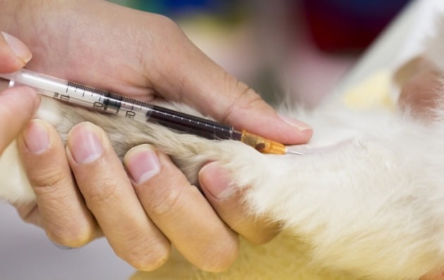 [뉴스] 이 정도일 줄은 몰랐어요…동물병원 갔다가 화들짝