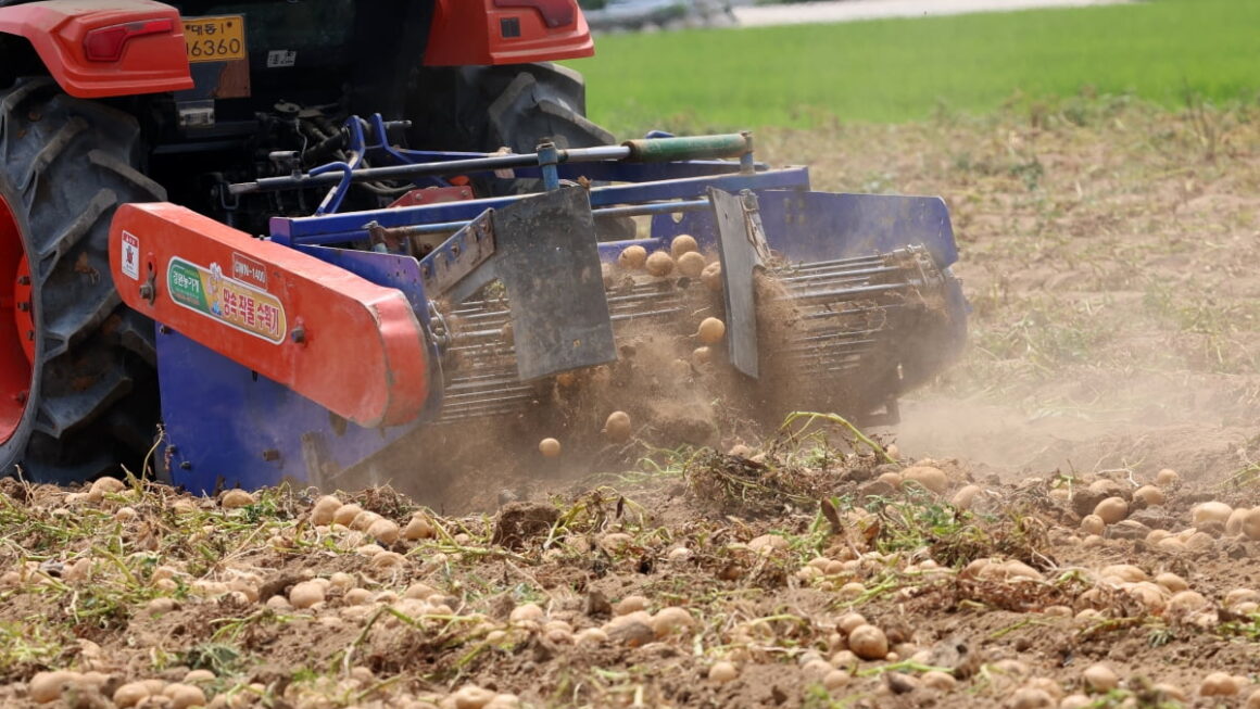 [뉴스] 최악 가뭄에 감자 가격 폭등…9월에 더 오른다