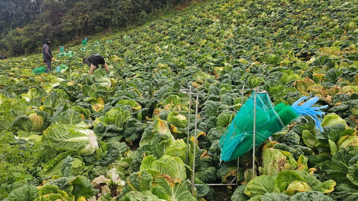 [뉴스] 가뭄 극복하자마자…강릉에서 뿌린 할인 쿠폰