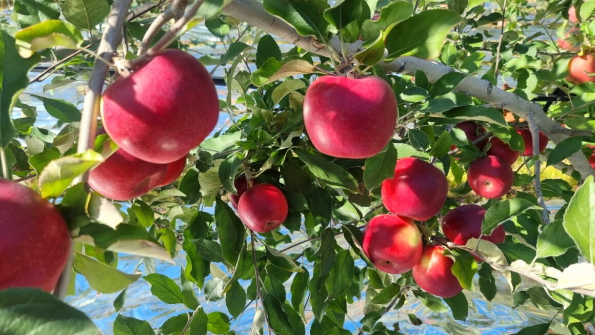 [뉴스] 붉은 이슬로 불리는 이 사과, 이달 중순에 풀린다