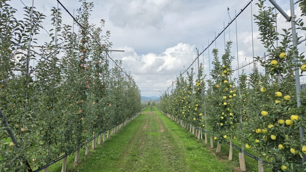 [뉴스] 출하량 늘었지만 품질은 글쎄…기후 변화에 농부 한숨 푹