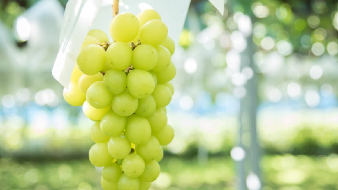 [뉴스] 과일계의 에르메스라더니…5년 만에 가격 3분의 1로 추락