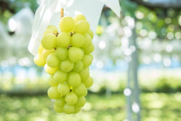 [뉴스] 과일계의 에르메스라더니…5년 만에 가격 3분의 1로 추락