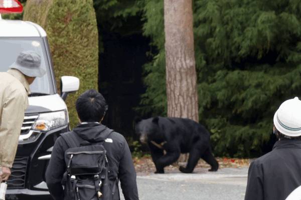 [뉴스] ‘곰 습격’에 올해만 13명 숨졌다…일본, 경찰에 소총 발포 허용