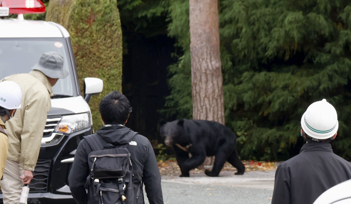 [뉴스] ‘곰 습격’에 올해만 13명 숨졌다…일본, 경찰에 소총 발포 허용