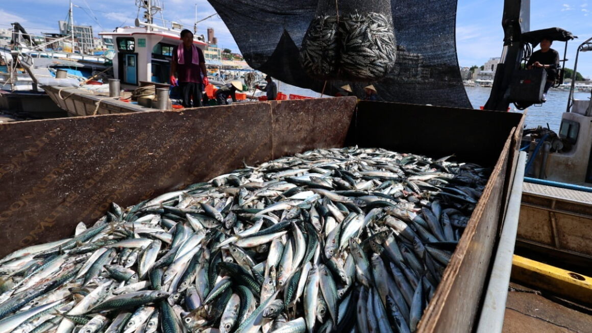 [뉴스] 국민생선 너마저…고등어 지난달 어획량 급감에 몸값 뛰었다
