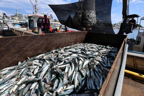 [뉴스] 국민생선 너마저…고등어 지난달 어획량 급감에 몸값 뛰었다