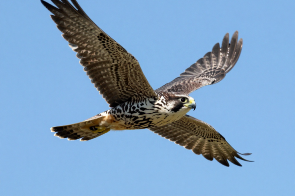 매의 세계: 하늘의 최강 사냥꾼이 보여주는 경이로운 비행 기술