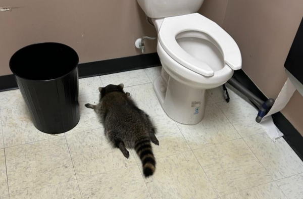 [뉴스] “출근했더니 가게가 엉망이에요”…위스키 마시고 실신한 난봉꾼 정체