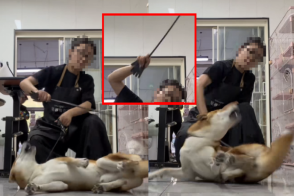 [뉴스] “일본 개는 맞아도 싸”…중국미용사 시바견 학대에 ‘응원댓글’ 달린 까닭