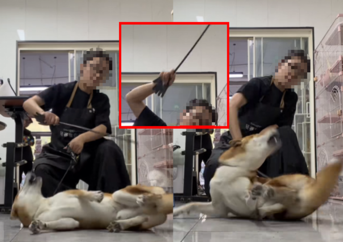 [뉴스] “일본 개는 맞아도 싸”…중국미용사 시바견 학대에 ‘응원댓글’ 달린 까닭