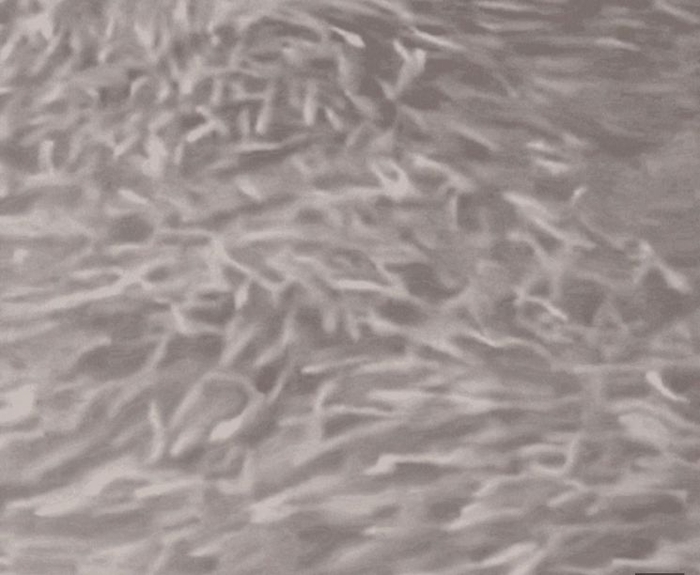 [뉴스] [영상]“이거 또 대지진? 놀란 시민들”…오사카 강에 대규모 ‘물고기떼’ 출몰