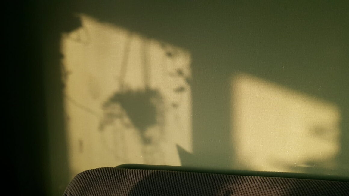 [뉴스] 움츠러드는 겨울철…식물로 생기를 더하는 법