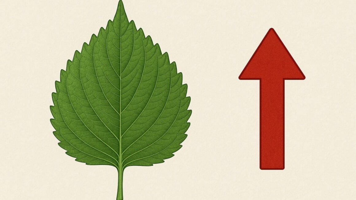 [뉴스] 깻잎이 돼지고기보다 비싸졌네… 1kg에 9000원도 넘어