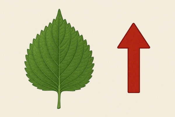 [뉴스] 깻잎이 돼지고기보다 비싸졌네… 1kg에 9000원도 넘어