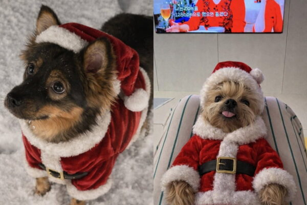 [뉴스] 산타옷 입은 강아지 사진 올렸다가…이 정도일 줄은 잭팟