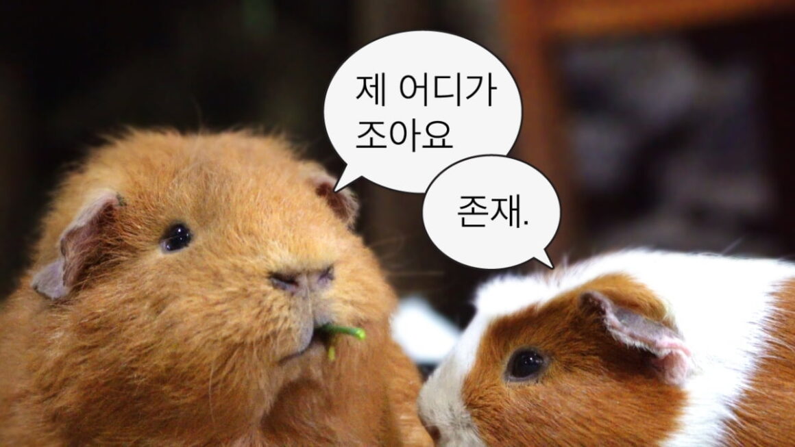 [뉴스] 쿼카에 입덕하고 딘딘과 대만여행…하나투어, 유튜브 실버 버튼 받은 이유