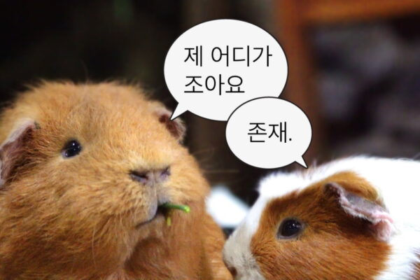 [뉴스] 쿼카에 입덕하고 딘딘과 대만여행…하나투어, 유튜브 실버 버튼 받은 이유