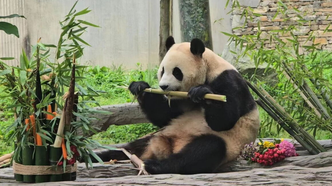 [뉴스] 푸바오 동생 판다, 광주로 갈까… 우치동물원에 이미 벽화도