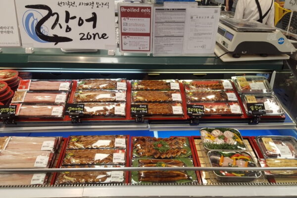 [뉴스] 금장어는 옛말…치어 풍년에 반값 장어 시대 열렸다