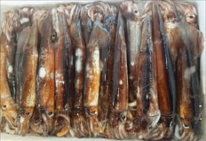 [뉴스] 씨 마른 오징어…1마리당 8000원 육박