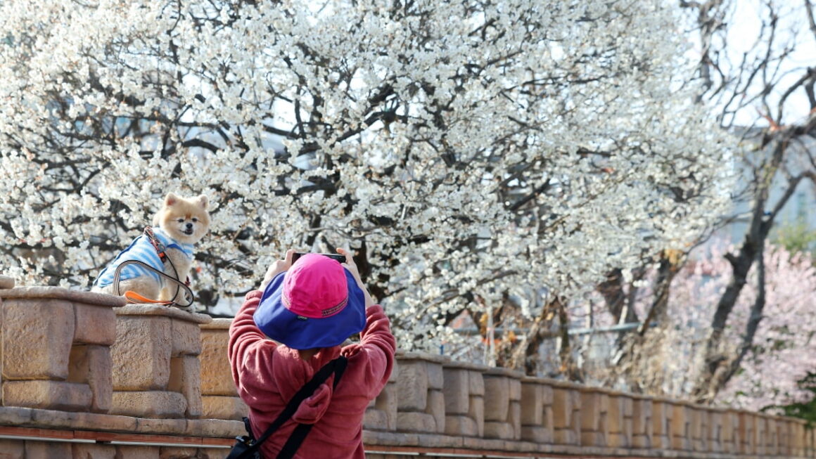 [뉴스] 나들이 하기 좋은 주말…전국 낮 17도 포근