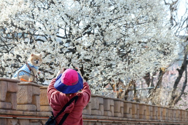 [뉴스] 나들이 하기 좋은 주말…전국 낮 17도 포근
