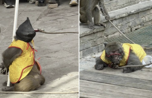 [뉴스] 탕탕탕~ 무릎 꿇린 원숭이 ‘총살’ 공연 논란…중국 당국 “조사 중”