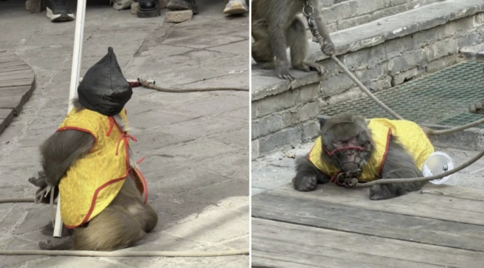 [뉴스] 탕탕탕~ 무릎 꿇린 원숭이 ‘총살’ 공연 논란…중국 당국 “조사 중”