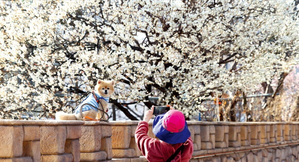 [뉴스] 어느새 활짝 핀 매화…성큼 찾아온 봄
