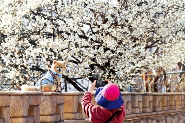 [뉴스] 어느새 활짝 핀 매화…성큼 찾아온 봄