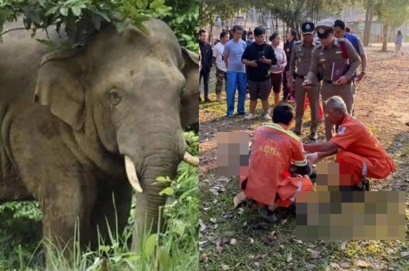 [뉴스] “코로 잡고 내동댕이, 발로 마구 밟았다”…코끼리 공격에 숨진 관광객, 충격