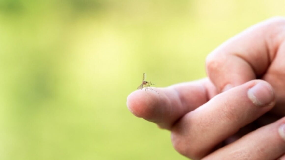 [뉴스] 작년보다 빨리 왔다…전국 일본뇌염 주의보 발령