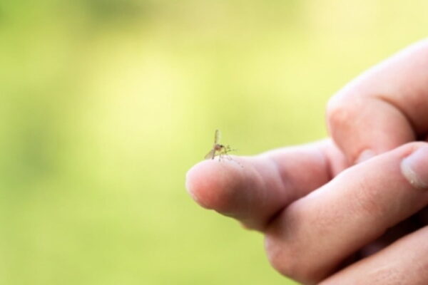 [뉴스] 작년보다 빨리 왔다…전국 일본뇌염 주의보 발령
