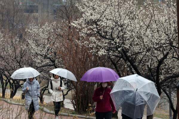 [뉴스] 내일 우산 챙기세요…전국 흐리고 봄비 내려