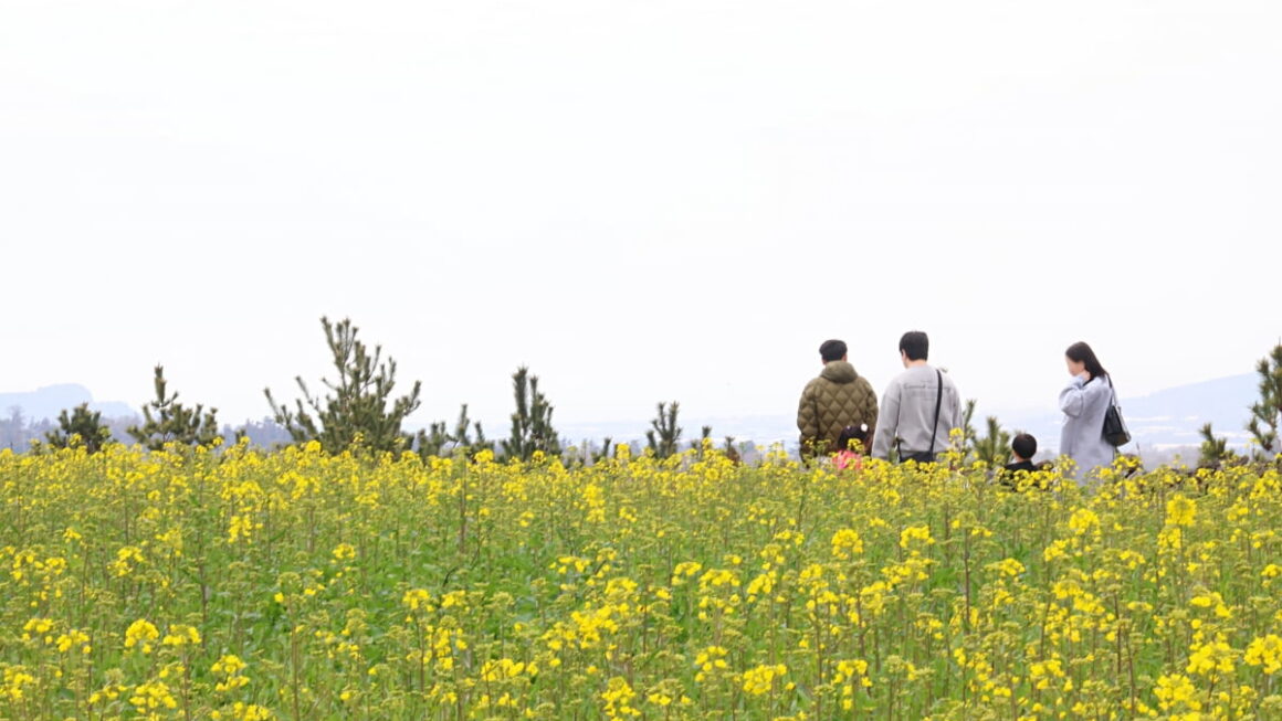 [뉴스] 봄이 왔어요…낮 최고 22도 포근·일교차는 주의