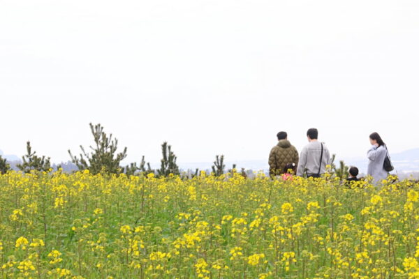 [뉴스] 봄이 왔어요…낮 최고 22도 포근·일교차는 주의