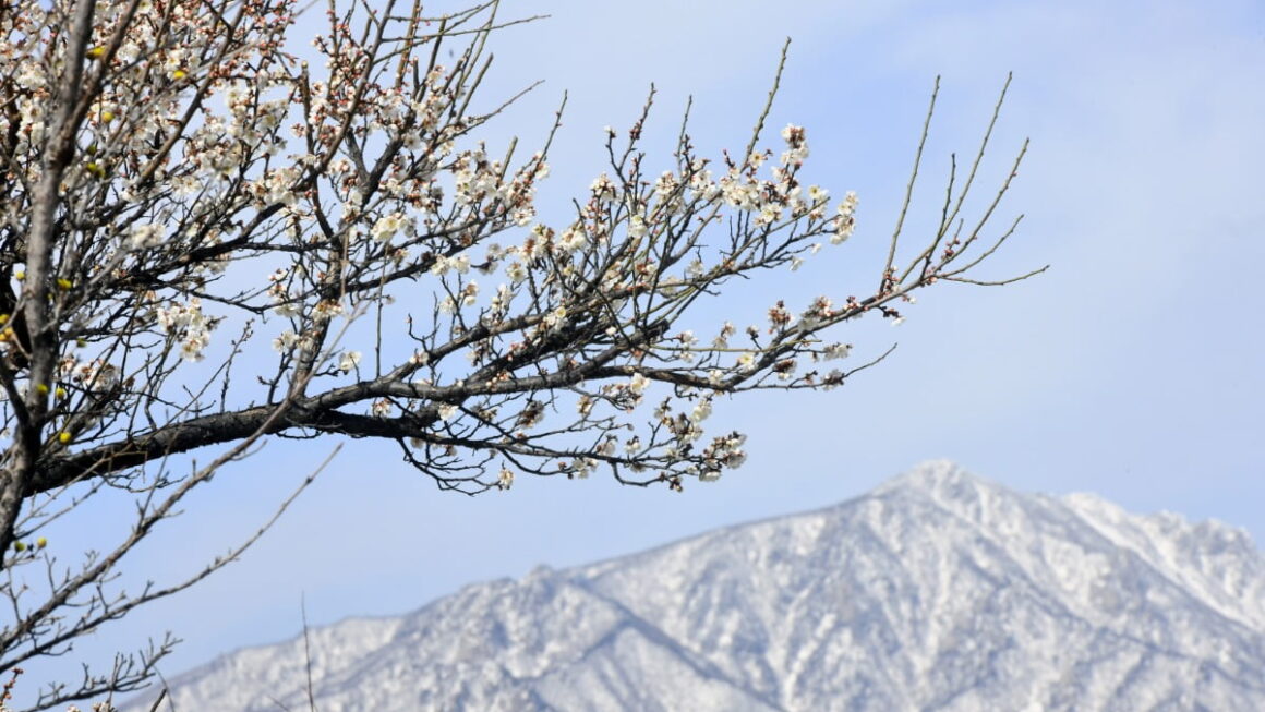 [뉴스] 냉혹한 꽃샘 추위… 영하권 출근길, 강원 산지 20㎝ 폭설도