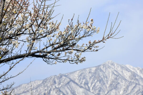 [뉴스] 냉혹한 꽃샘 추위… 영하권 출근길, 강원 산지 20㎝ 폭설도