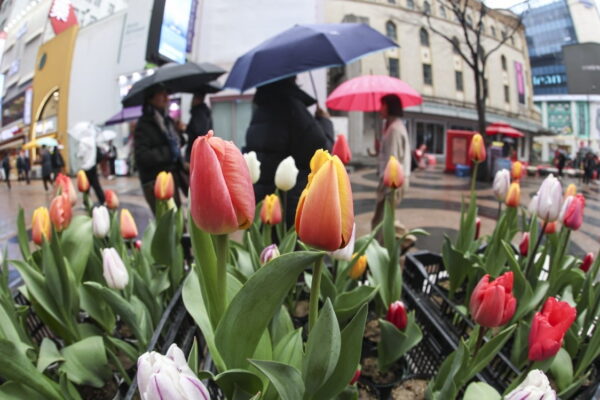 [뉴스] 출근길 우산 챙기세요…봄비 내리다 오전에 그쳐