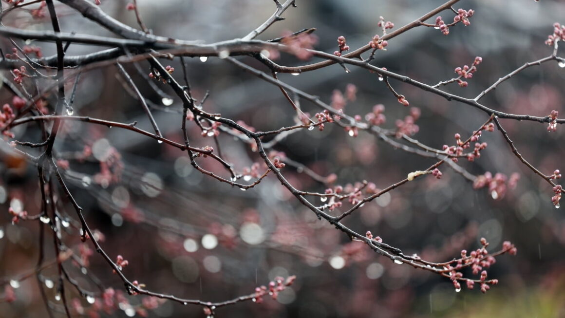 [뉴스] 전국 대부분 흐린 하늘 속 봄비 소식…낮 최고기온 22도