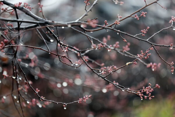 [뉴스] 전국 대부분 흐린 하늘 속 봄비 소식…낮 최고기온 22도