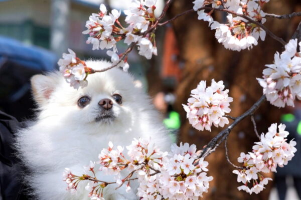 [뉴스] 남부·제주 비…서울 낮 최고 20도 더위 주춤