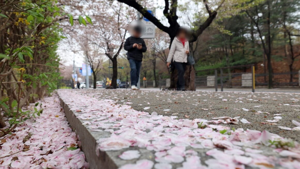 [뉴스] 꽃구경인지 사람구경인지…그냥 벚꽃명소 안 갈란다