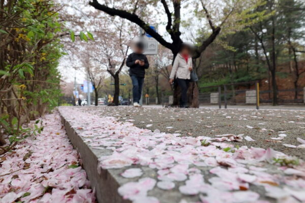 [뉴스] 꽃구경인지 사람구경인지…그냥 벚꽃명소 안 갈란다