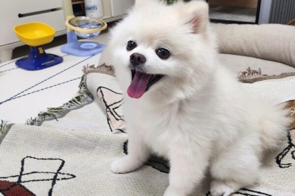 [뉴스] 이게 되네? 강아지 힐링 영상, 직장인 혈압·불안 낮춘다