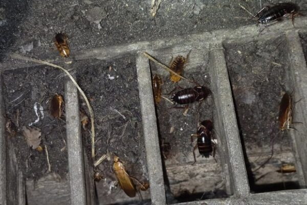 [뉴스] 암컷 한 마리가 350마리 낳는다…부산 점령한 중동 바퀴벌레